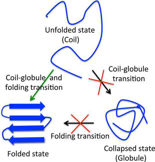 Folding of Protein L with Implications for Collapse in the Denatured
