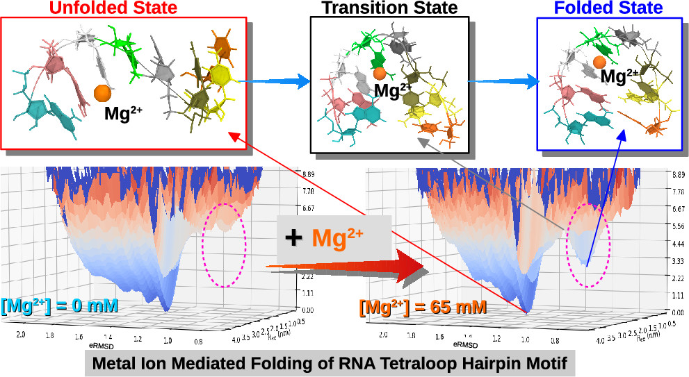 Mg2+ Sensing by an RNA Fragment: Role of Mg2+-Coordinated Water ...